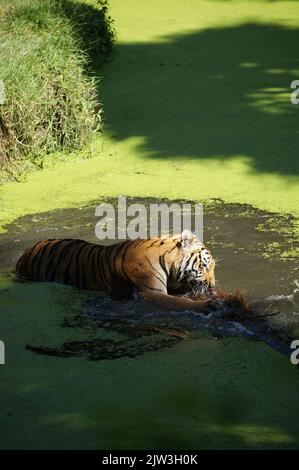 Bengalischer Tiger bei Zoológico Guadalajara Stockfoto