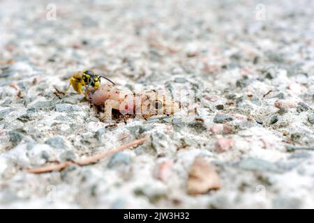 Ameisen und Bienen fressen toten Eidechsenkörper auf dem Boden. Stockfoto