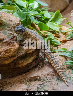 Riesige Girled Lizard, Cordylus giganteus, Südafrika. Stockfoto