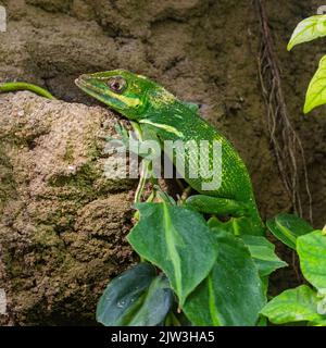 Die Ritter-Anole (Anolis equestris) ist die größte Anole, die auch als kubanischer Ritter-Anole oder kubanischer Riese-Anole bezeichnet wird Stockfoto