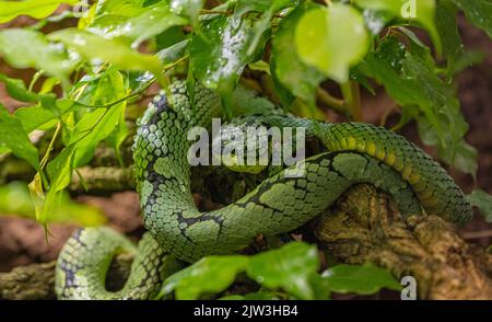 Sri Lanka Green Pitviper (Trimeresurus trigonocephalus), Portrait, endemisch in Sri Lanka Stockfoto