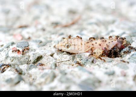 Ameisen und Bienen fressen toten Eidechsenkörper auf dem Boden. Stockfoto