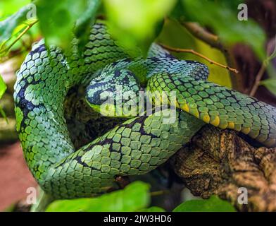 Sri Lanka Green Pitviper (Trimeresurus trigonocephalus), Portrait, endemisch in Sri Lanka Stockfoto