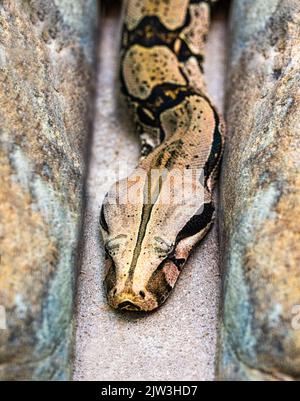 Gabun-Viper oder Western-Gaboon-Viper (Bitis gabonica), Viperidae. Stockfoto