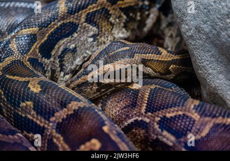 Nahaufnahme einer birmanischen Python auf dem Boden. Es stammt aus einem großen Gebiet Südostasiens. Stockfoto