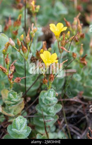 Marsh Johanniskraut (Hypericum Elodes), eine blühende Pflanze, die um einen säurehaltigen Teich wächst, Hampshire, England, Großbritannien Stockfoto