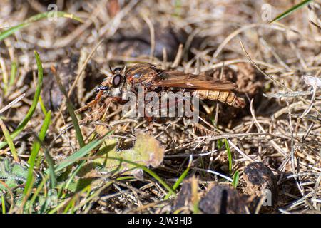 Hornet-Raubfliege (Asilus crabroniformis), eine Hornet-Mimik auf Kreide, die in der Nähe von Tierkot auf Beute wartet, Hampshire, England, Großbritannien Stockfoto