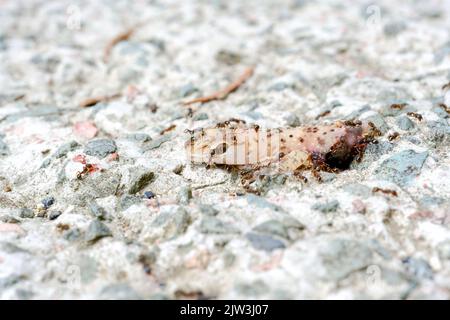 Ameisen und Bienen fressen toten Eidechsenkörper auf dem Boden. Stockfoto