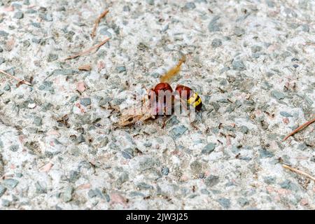 Ameisen und Bienen fressen toten Eidechsenkörper auf dem Boden. Stockfoto