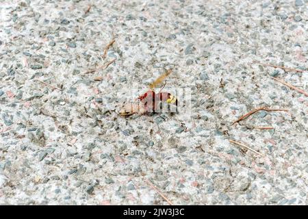 Ameisen und Bienen fressen toten Eidechsenkörper auf dem Boden. Stockfoto