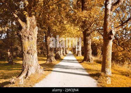 Alte Bäume mit orangefarbenen Blättern. Fußweg durch alte Gasse in Tartu, Estland. Heller sonniger Tag im Herbst. Stockfoto