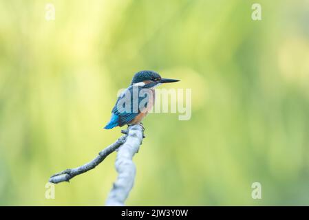 Eisvögel am Fluss Ure, North Yorkshire Stockfoto