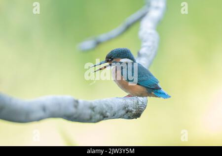 Eisvögel am Fluss Ure, North Yorkshire Stockfoto