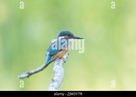 Eisvögel am Fluss Ure, North Yorkshire Stockfoto