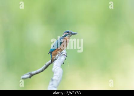 Eisvögel am Fluss Ure, North Yorkshire Stockfoto