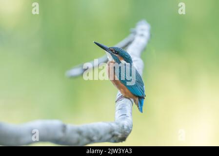 Eisvögel am Fluss Ure, North Yorkshire Stockfoto