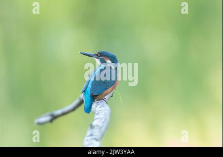 Eisvögel am Fluss Ure, North Yorkshire Stockfoto