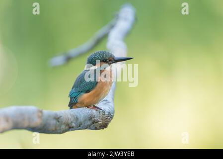 Eisvögel am Fluss Ure, North Yorkshire Stockfoto