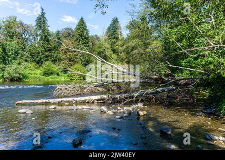 Ein Totholzbaum am Green River im Bundesstaat Washington. Stockfoto