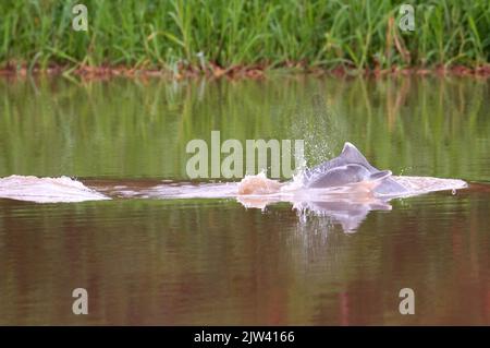 Süßwasserdelfine in Rosa in einem der Zuflüsse des Amazonas nach Iquitos, etwa 40 Kilometer in der Nähe der Stadt Indiana. Viele Tierarten, U Stockfoto