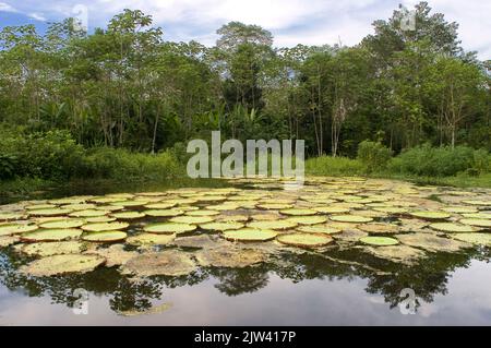 Blume der Victoria Amazonica oder Victoria Regia, der größten Wasserpflanze der Welt am Amazonas in der Nähe von Iquitos, Loreto, Peru. Viele Arten Stockfoto