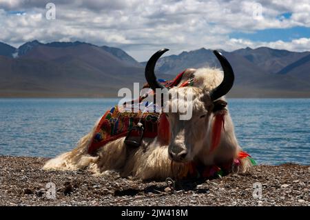 Weißer Yak im Nam Tso Lake (Nam Co) im Nyainqentanglha-Gebirge, Tibet. Die sinkenden Temperaturen mit dem daraus resultierenden Rückgang des Schneefalls gefährdet die Gefahr Stockfoto