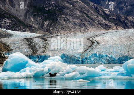 Harbour Seal (Phoca vitulina), South Sawyer Glacier, Tracy Arm-Fords Terror Wilderness Area, Southeast Alaska, USA. Gletscherschmelze. Alaska's gl Stockfoto