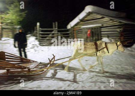 Rentiere in Salla Rentiere in Finnland. Wärmere Temperaturen bedeuten, dass die Sami keine Nahrung für ihre Rentiere finden können. Im letzten Monat Januar, t Stockfoto