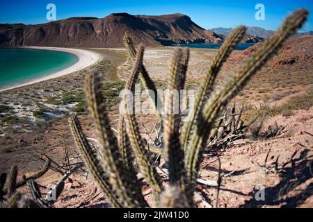 Isla San Francisco, Sea of Cortes, Baja California Sur, Mexiko. Der Mangel an Regen und der Anstieg der Temperaturen setzen Baja California Desertifi aus Stockfoto