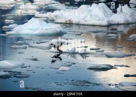 Patagoinian Rock cormorant Shag Phalacrocorax magellanicuis am Glacier Fernando in Fjord Calvo am Rand des Sarmiento-Kanals in Bernardo O'Higg Stockfoto