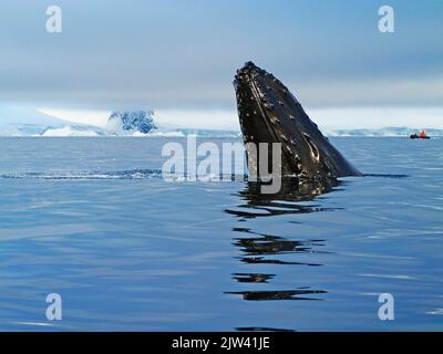 Adulter Buckelwal (Megaptera novaeangliae), Egel-up-Tauchgang in der Wilhelmina Bay, Antarktis, Polarregionen. Schmelzen der Pole. Die Antarktis ist die c Stockfoto