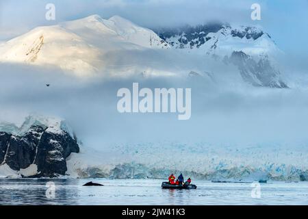 Wissenschaftliche Forschung mit Walen in der Nähe der Station Almirante Brown Argentinische Sommerbasis auf der Antarktischen Halbinsel Antarktis Polarregionen, Antarktis. Stockfoto