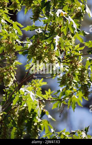 Grüne, unreife, trichomatische, indehiscent samara-Frucht des Bigleaf Maple, Acer macrophyllum, Sapindaceae, beheimatet in den San Bernardino Mountains, Sommer. Stockfoto