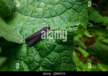 Rothalsfußmann (Atolmis rubricollis) auf einem Blatt im Wald, Teesdale, County Durham, England, Großbritannien Stockfoto