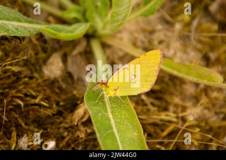 Wolkengelber Schmetterling (Colias crocea) auf grünem Blatt in Biotopia, Vendee, Frankreich Stockfoto