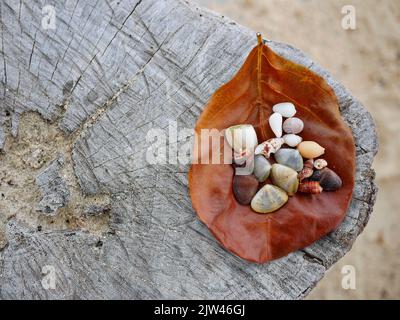Ein brauner trockener Urlaub mit einer Auswahl von kleinen Muscheln auf einem stumpf, verschwommenem Sandstrand Hintergrund, Kopierraum Stockfoto
