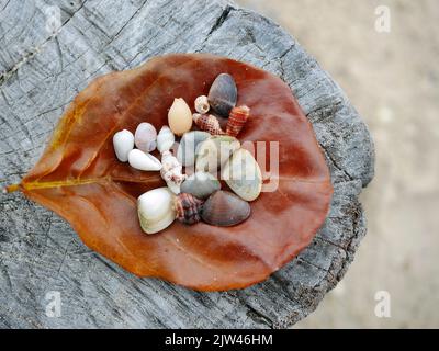 Ein brauner trockener Urlaub mit einer Auswahl kleiner Muscheln auf einem stumpf, verschwommenen Sandstrand Hintergrund Stockfoto