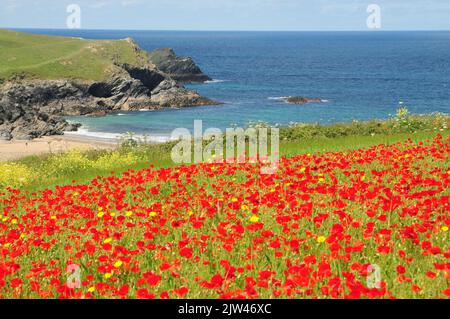 Wilder Mohn, Mais-Ringelblume und andere ackbare Wildblumen auf Clifftop-Feldern in Nord-Cornwall Stockfoto