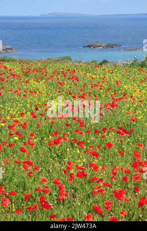 Wilder Mohn, Mais-Ringelblume und andere ackbare Wildblumen auf Clifftop-Feldern in Nord-Cornwall Stockfoto