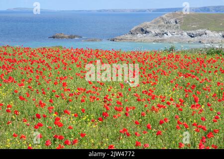 Wilder Mohn, Mais-Ringelblume und andere ackbare Wildblumen auf Clifftop-Feldern in Nord-Cornwall Stockfoto