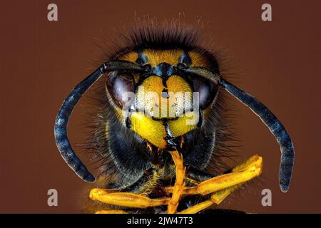 Eine gefährliche Wasp auf Nahrung Stockfoto