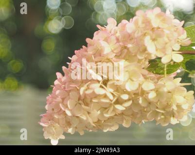 Hortensia Paniculata Vanille Fraise, Bubble Bokeh Hintergrund Stockfoto
