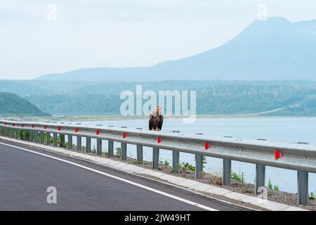 Grauer Seeadler sitzt auf einer Verkehrsbarriere am Rande einer Küstenstraße vor dem Hintergrund einer nebligen Bucht, Kunashir Island Stockfoto