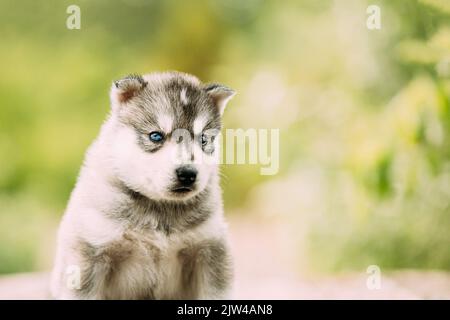 Der vierwöchige Husky-Welpe weiß-grauer Farbe. Nahaufnahme Porträt Stockfoto