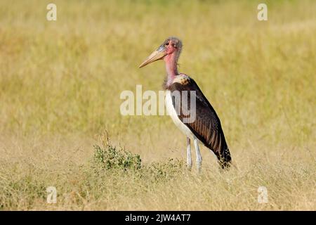 Ein Marabou-Storch (Leptoptilos crumeniferus), der im Grasland, im Etosha-Nationalpark, Namibia, steht Stockfoto