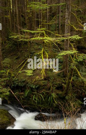 WA21953-00...WASHINGTON - kleiner Baum, der fast vollständig mit Moos bedeckt ist, entlang des Greg Ball Trail im Wallace Falls State Park. Stockfoto