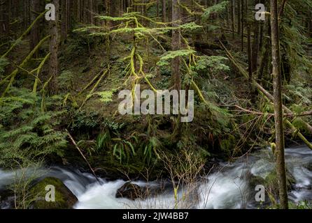 WA21954-00...WASHINGTON - kleiner Baum, der fast vollständig mit Moos bedeckt ist, entlang des Greg Ball Trail im Wallace Falls State Park. Stockfoto