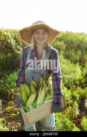 Mais. Junge Bäuerin lächelt und erntet Mais. Eine schöne Frau auf dem Hintergrund des Feldes hält die Maiskolben. Landwirtschaft und Stockfoto