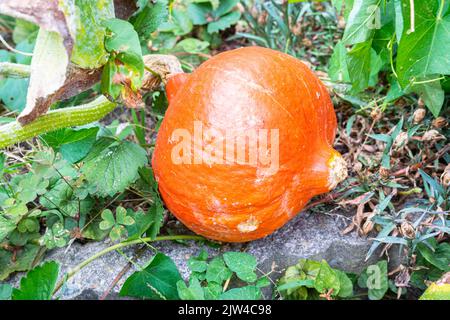 Reifer, leuchtend orange gefärbter Kürbis in einem Küchengarten Stockfoto