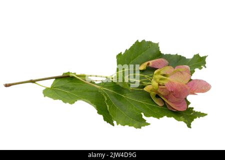 Ein Zweig eines Ginnala-Ahorns mit isolierten Samen auf weißem Hintergrund. Blick auf den Sommer. Stockfoto